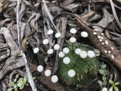 Paepalanthus pulvinatus