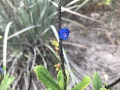 Stachytarpheta crassifolia