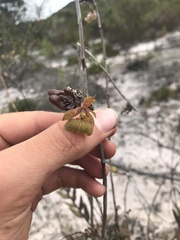 Epidendrum orchidiflorum