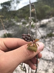Epidendrum orchidiflorum