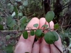 Teucrium parvifolium