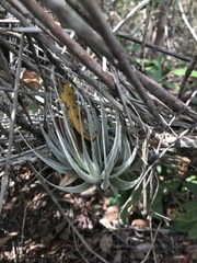 Tillandsia gardneri