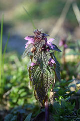Lamium purpureum