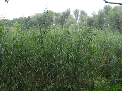 Phragmites australis altissimus