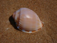 Phalium bandatum