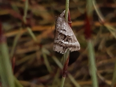 Dichromodes stilbiata