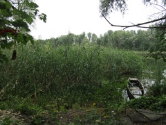 Phragmites australis altissimus