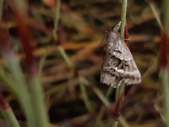 Dichromodes stilbiata
