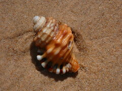 Monoplex parthenopeus