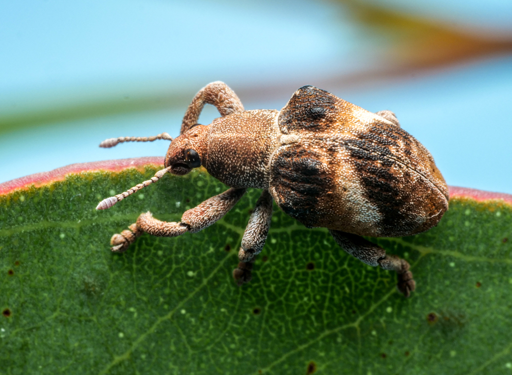 Gonipterus balteatus
