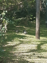 Numida meleagris domesticus