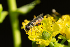 Syritta pipiens