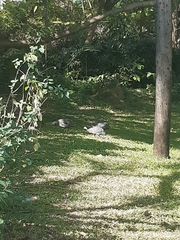 Numida meleagris domesticus