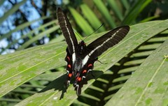 Parides proneus