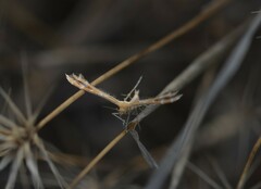 Oxyptilus pilosellae