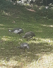 Numida meleagris domesticus