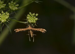 Oxyptilus pilosellae