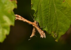 Oxyptilus pilosellae