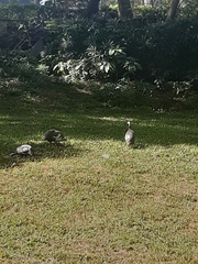 Numida meleagris domesticus