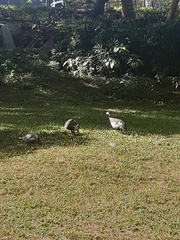 Numida meleagris domesticus