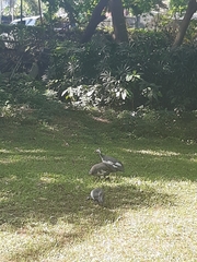 Numida meleagris domesticus