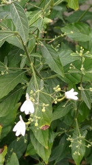 Rhinacanthus nasutus