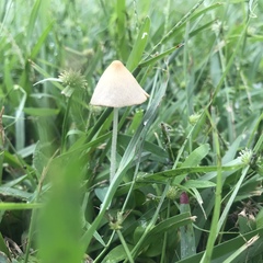 Conocybe apala albipes
