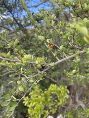 Erythroxylum delagoense