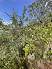 Erythroxylum delagoense