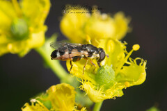 Syritta pipiens