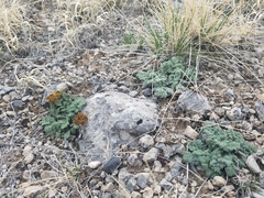 Lomatium foeniculaceum