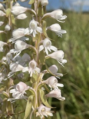 Satyrium hallackii ocellatum