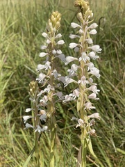 Satyrium hallackii ocellatum