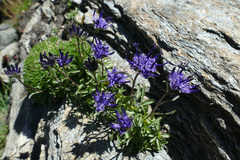 Phyteuma globulariifolium
