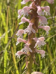 Satyrium hallackii ocellatum