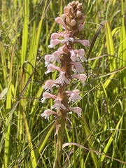 Satyrium hallackii ocellatum
