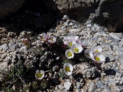Ranunculus andersonii