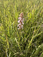 Satyrium hallackii ocellatum