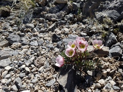 Ranunculus andersonii