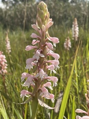 Satyrium hallackii ocellatum