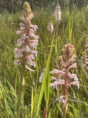 Satyrium hallackii ocellatum