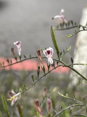 Andrographis paniculata