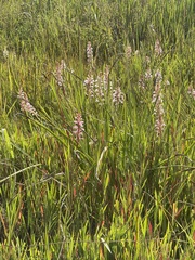 Satyrium hallackii ocellatum