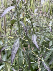 Andrographis paniculata
