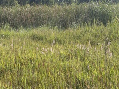 Satyrium hallackii ocellatum