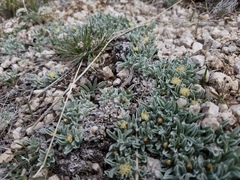Antennaria dimorpha