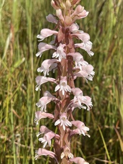 Satyrium hallackii ocellatum