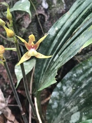 Plocoglottis plicata