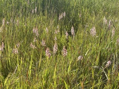 Satyrium hallackii ocellatum