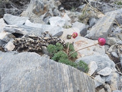 Ranunculus andersonii